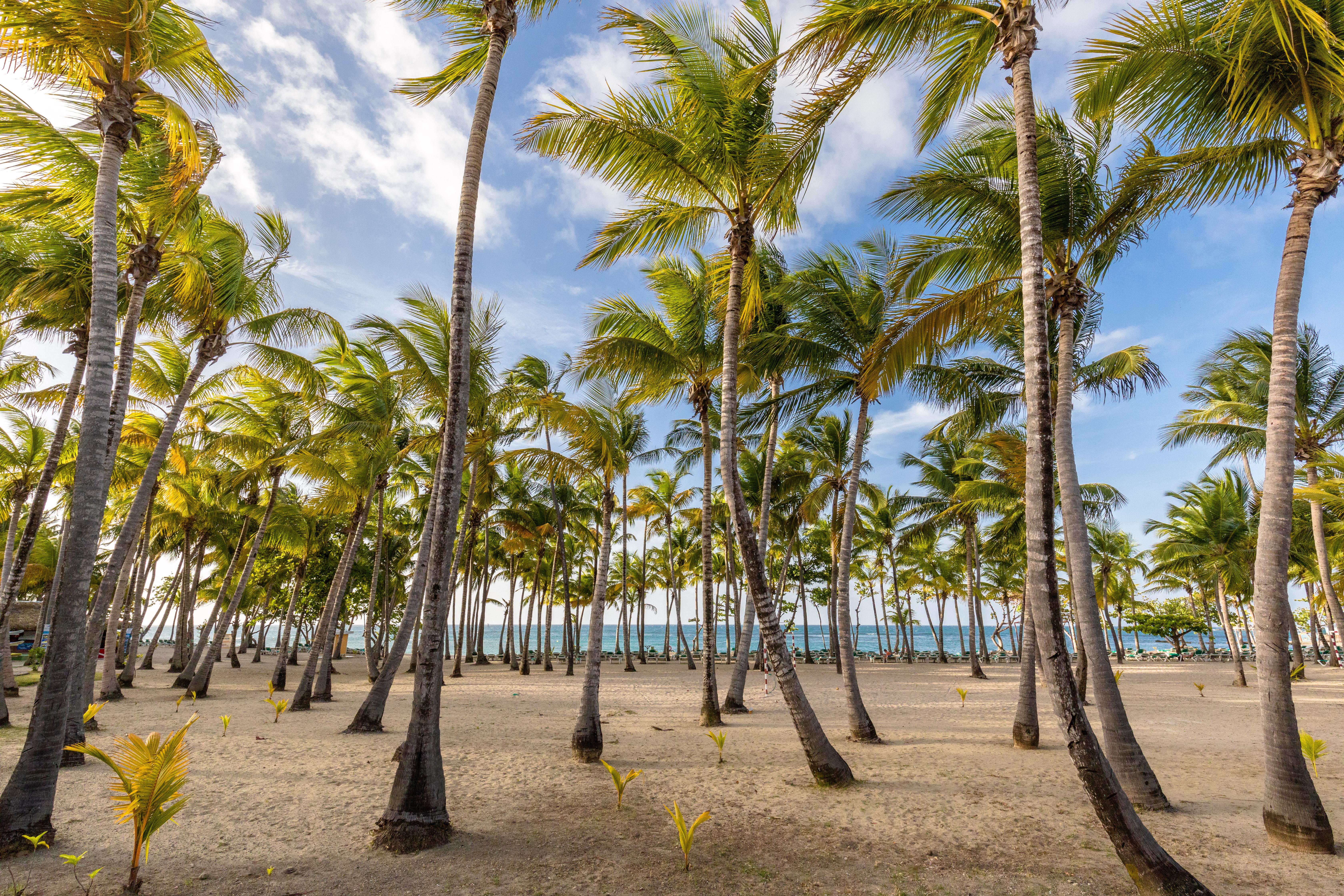 Playabachata Puerto Plata Exterior foto Palm trees in Punta Cana